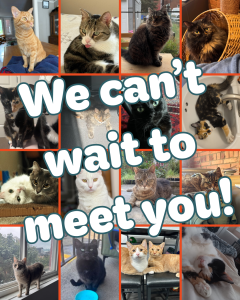 We can't wait to meet you! graphic